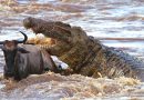 THE CROCODILE COMETH