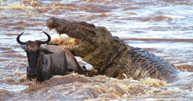 THE CROCODILE COMETH
