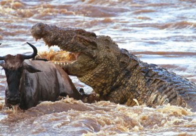 THE CROCODILE COMETH